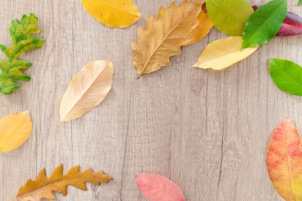 September 2019 Newsletter